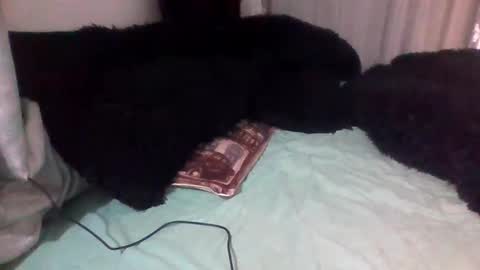 Snapshot of dani9821569006 chatting on 14, 9, 2025 dani9821569006 online show from 14, 9, 2025