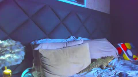 Dany online show from 28, 11, 2025