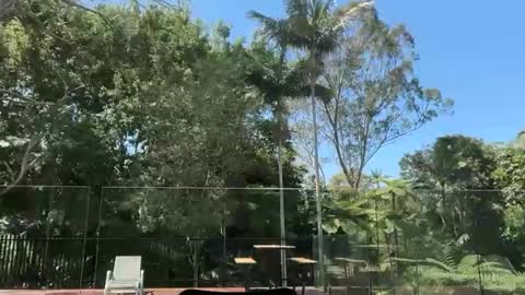 dartanian0001 online show from 30, 9, 2025