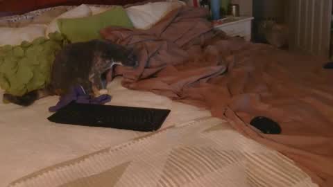 dildosnme22 online show from 18, 12, 2025