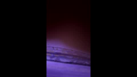 Snapshot of divorcedsissyhusband chatting on 23, 3, 2026 divorcedsissyhusband online show from 23, 3, 2026