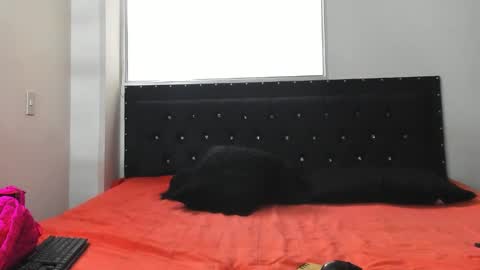 Snapshot of doll_celeste19 chatting on 8, 10, 2025 C E L E S T E online show from 8, 10, 2025