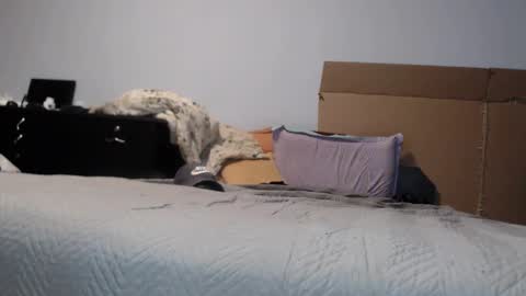 Dorato online show from 17, 3, 2026