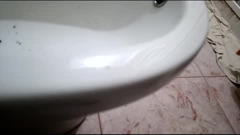 dthedog12 online show from 24, 2, 2025