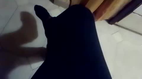 dthedog12 online show from 2, 3, 2026