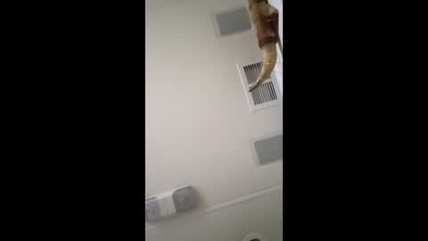 Snapshot of dtrain6969420 chatting on 3, 2, 2026 dtrain6969420 online show from 3, 2, 2026