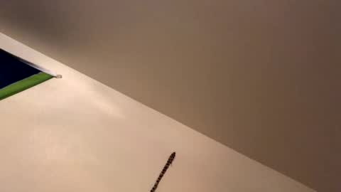 ducebabydee online show from 19, 1, 2026