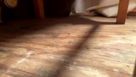 ehproject online show from 1, 11, 2025