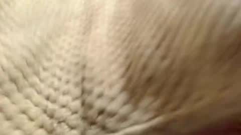 Snapshot of evahootxx chatting on 14, 12, 2024 EVA  online show from 14, 12, 2024