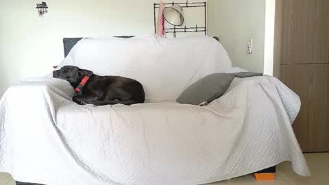 evil_boss1 online show from 22, 4, 2026