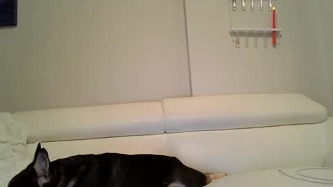 Badblondebunny online show from 12, 12, 2024