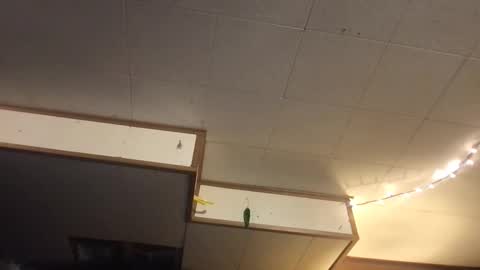 Fae online show from 12, 3, 2025