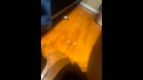 fatz71056 online show from 16, 10, 2025