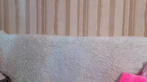 fieryy_foxy online show from 4, 8, 2026