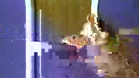 flex480 online show from 17, 2, 2026