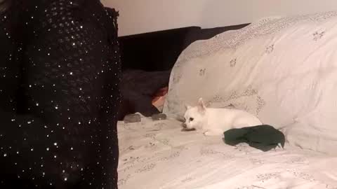 Pizzaz online show from 24, 9, 2025