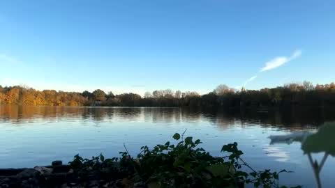 Pink Dog online show from 5, 11, 2025