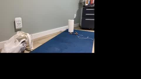 Snapshot of goshlover chatting on 4, 11, 2025 GoshLover online show from 4, 11, 2025