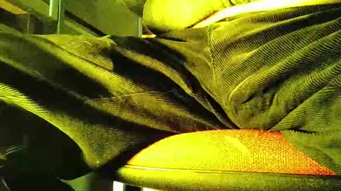 grapefruit online show from 5, 11, 2025