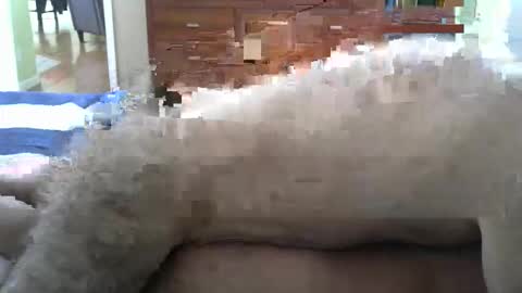 grsmnky65 online show from 14, 12, 2025