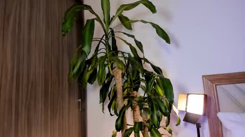 Hailey online show from 10, 2, 2026