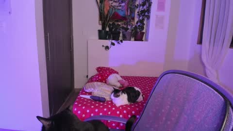 Lau online show from 13, 12, 2024