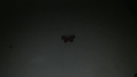 Iris online show from 27, 2, 2026