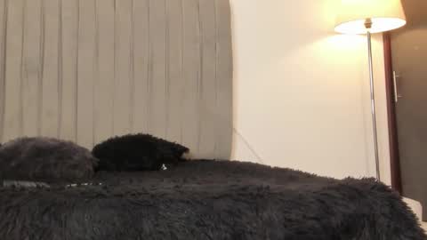 oleider dont forget your thumbs up online show from 28, 2, 2026