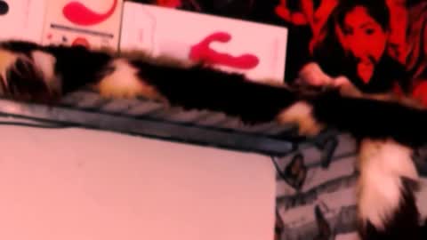 Bella Ambrosia online show from 24, 11, 2025