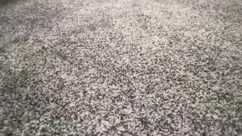 ironerectionn online show from 11, 1, 2026