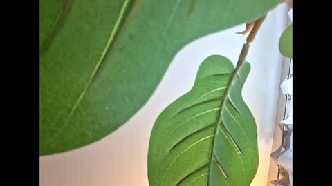 Isabella online show from 23, 10, 2025