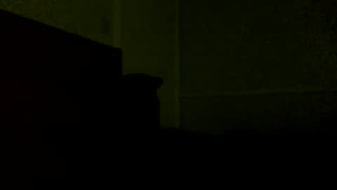 Jamacian online show from 21, 2, 2025