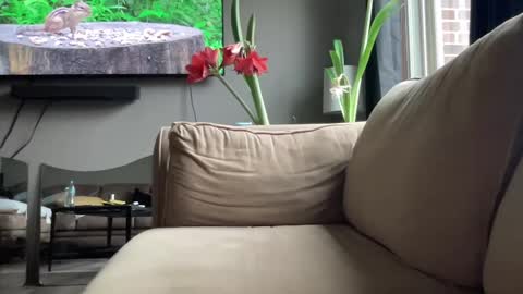 joshperrygoon online show from 14, 12, 2024