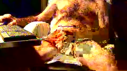 Snapshot of joystik4u60 chatting on 2, 11, 2025 joystik4u60 online show from 2, 11, 2025