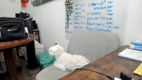 Snapshot of julesmedstudent chatting on 20, 3, 2026 Jules online show from 20, 3, 2026