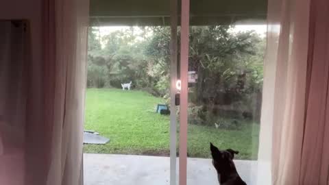 Snapshot of kaileeshy chatting on 8, 1, 2025 Kailee Smile online show from 8, 1, 2025