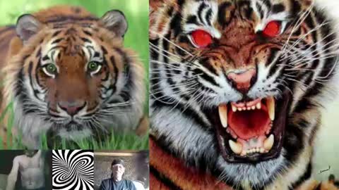 Snapshot of kodiakpm1 chatting on 3, 12, 2024 kodiakpm1 online show from 3, 12, 2024