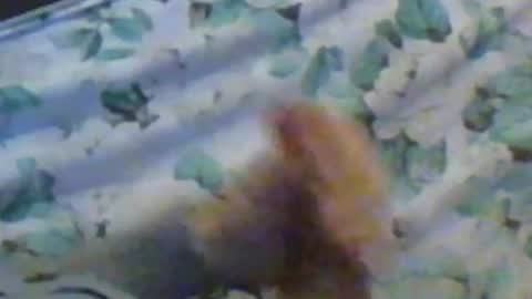 Snapshot of kren565656 chatting on 10, 12, 2024 kren565656 online show from 10, 12, 2024