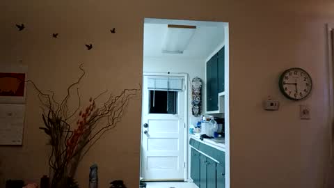 lacybell online show from 8, 3, 2025