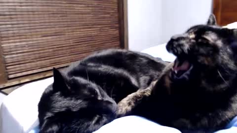 Snapshot of lancehardin chatting on 12, 12, 2024 Lance online show from 12, 12, 2024