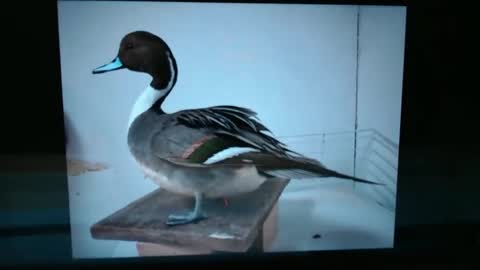 Snapshot of lancehardin chatting on 13, 1, 2025 Lance online show from 13, 1, 2025