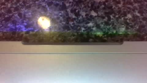 Lapuzzycat201923 online show from 14, 1, 2025