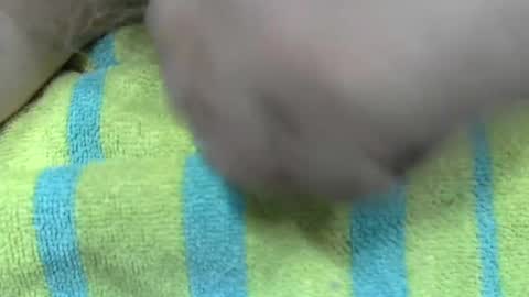 LilTonyPA online show from 21, 1, 2025