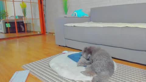 Snapshot of lilyt_007 chatting on 14, 1, 2025 lilyt_007 online show from 14, 1, 2025