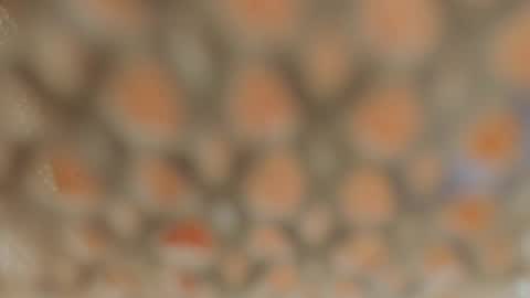 Snapshot of linapearl chatting on 5, 1, 2025 Lina Fanslymysensualworld online show from 5, 1, 2025