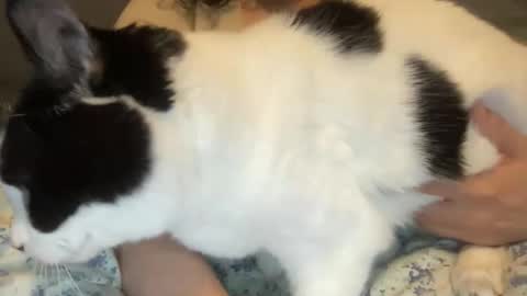 Snapshot of loveablekate chatting on 1, 3, 2026 Kate online show from 1, 3, 2026