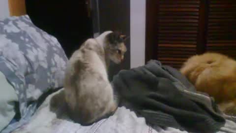 lucas online show from 19, 10, 2025