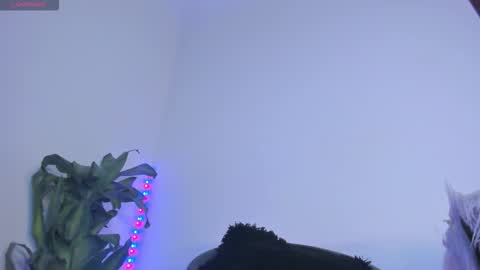 luciana online show from 7, 11, 2025