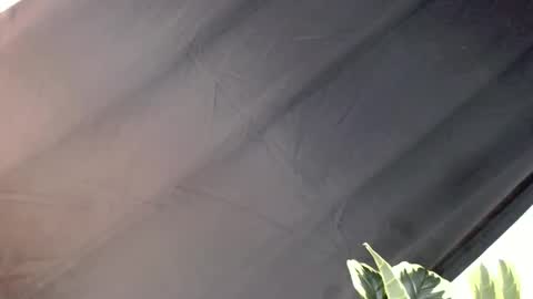 majesticcock_kyla online show from 22, 10, 2025