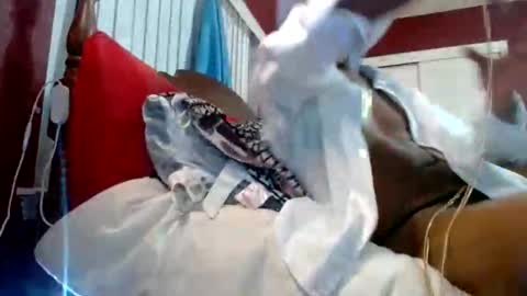 Snapshot of marrieddlbottomhungdltop chatting on 18, 10, 2025 Reparations for the departed online show from 18, 10, 2025